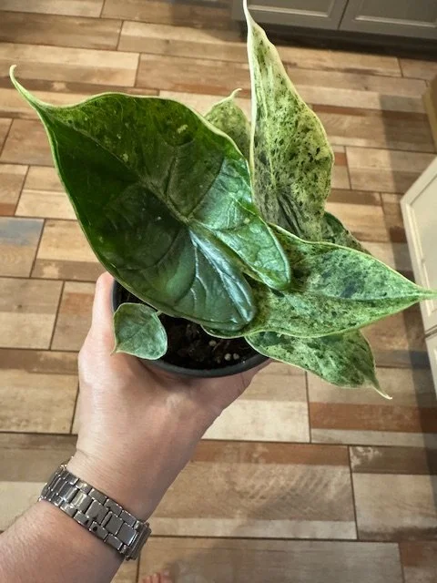 mint2.JPG