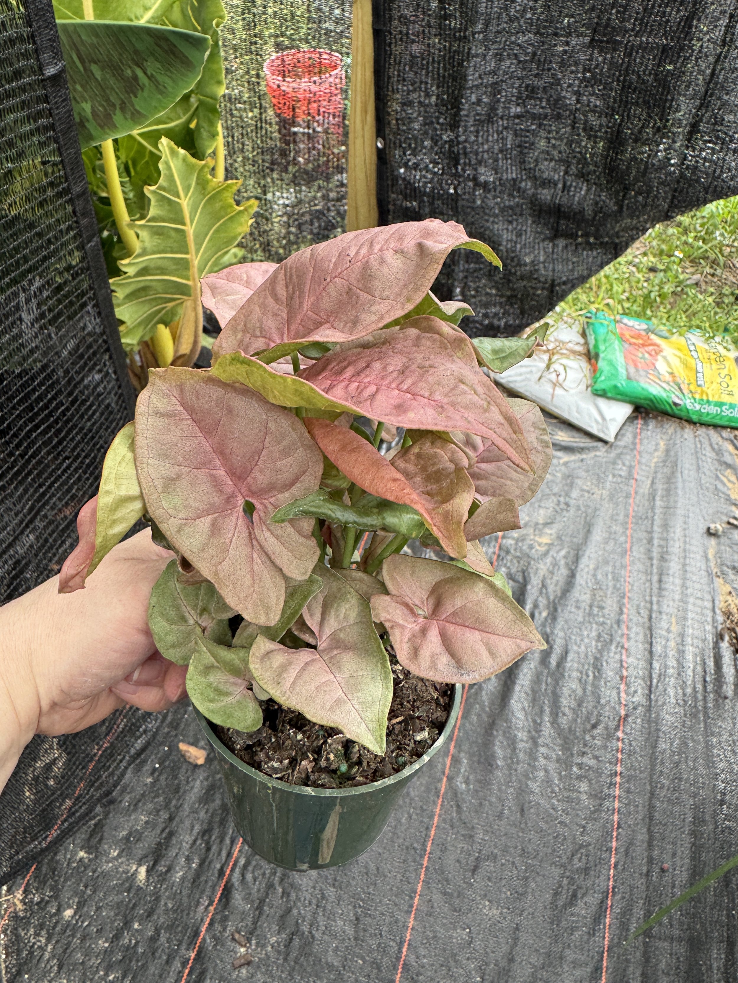 Syngonium Neon Pink