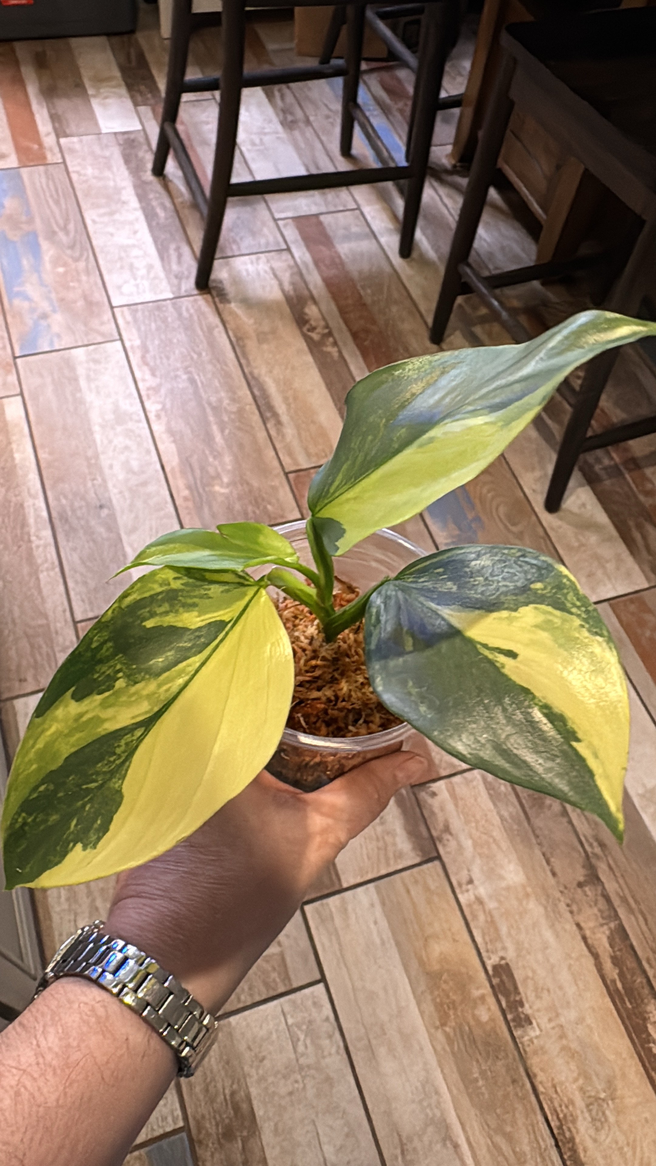 Philodendron Silver Sword Variegated