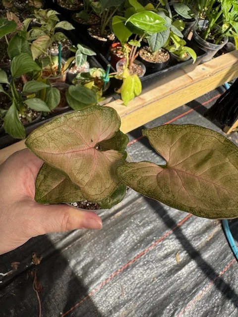 Syngonium Strawberry Cream