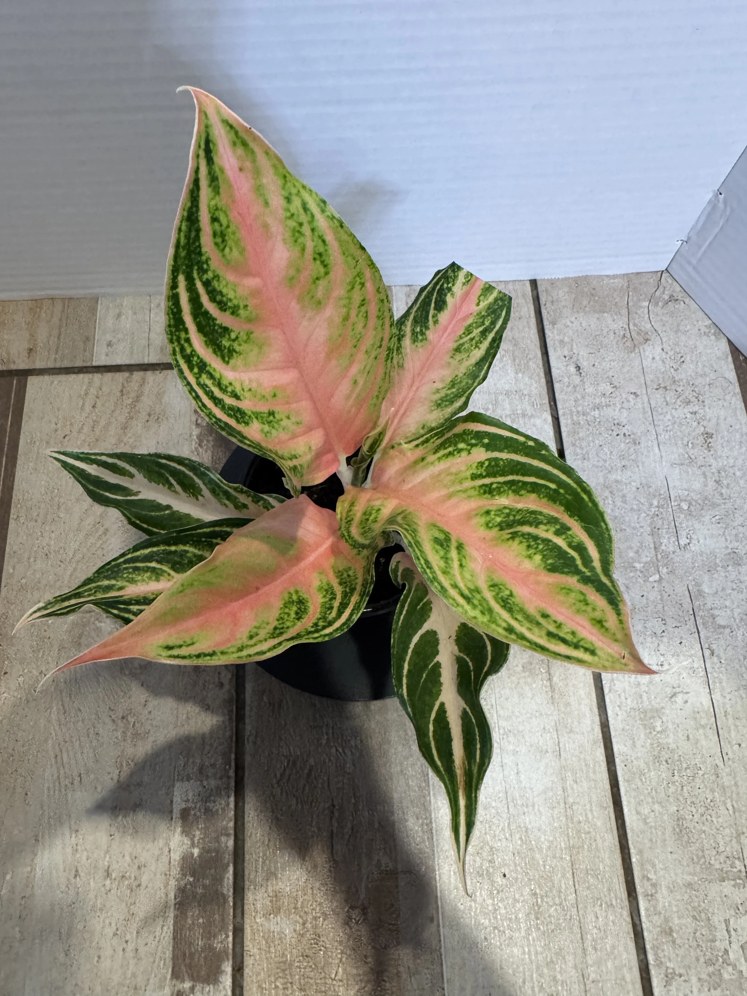 Aglaonema Pink Panama