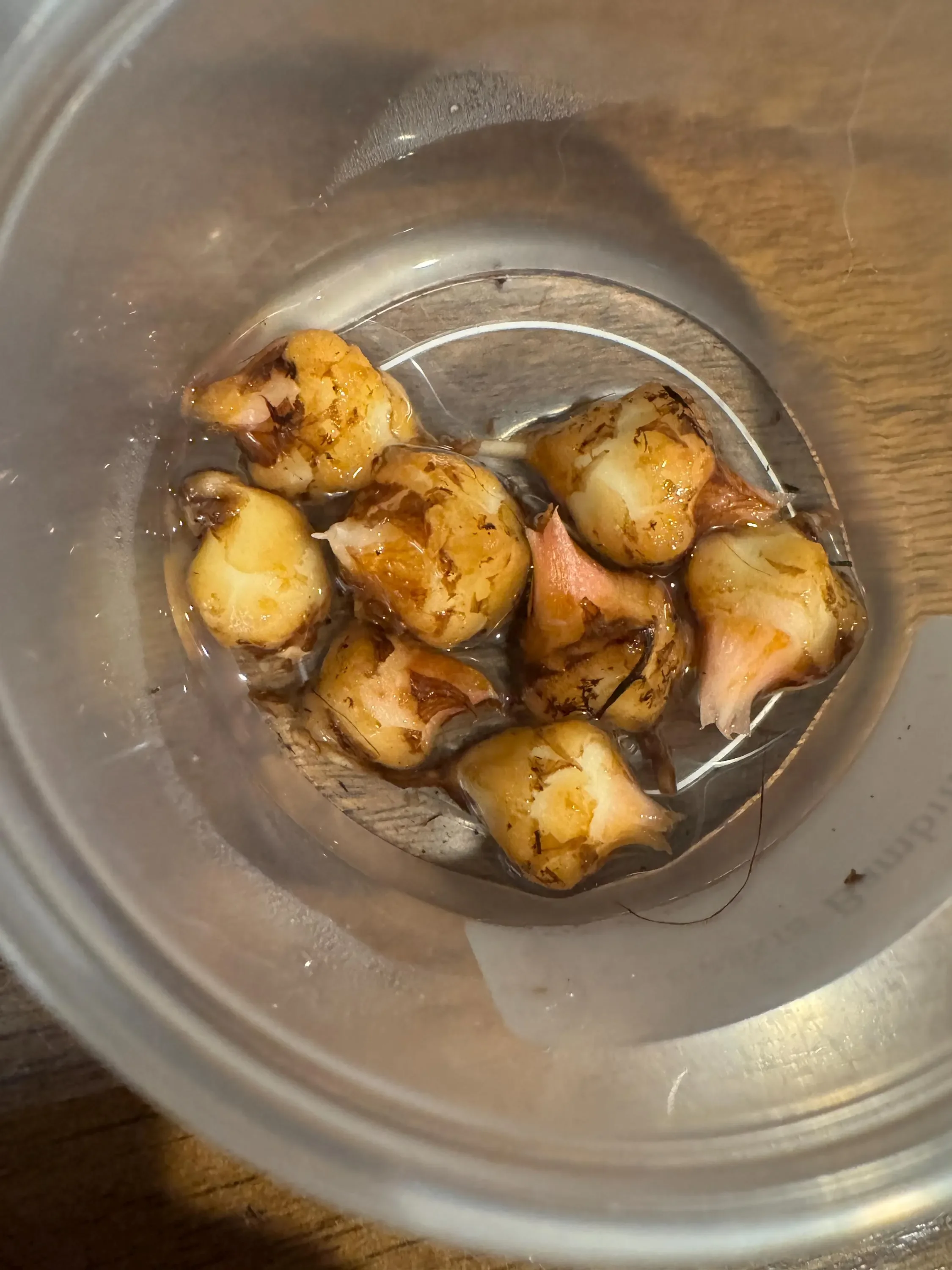 Alocasia Bambino Corms