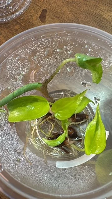 Alocasia Cucullata "Banana Split" Corms Sprouted/Rooted