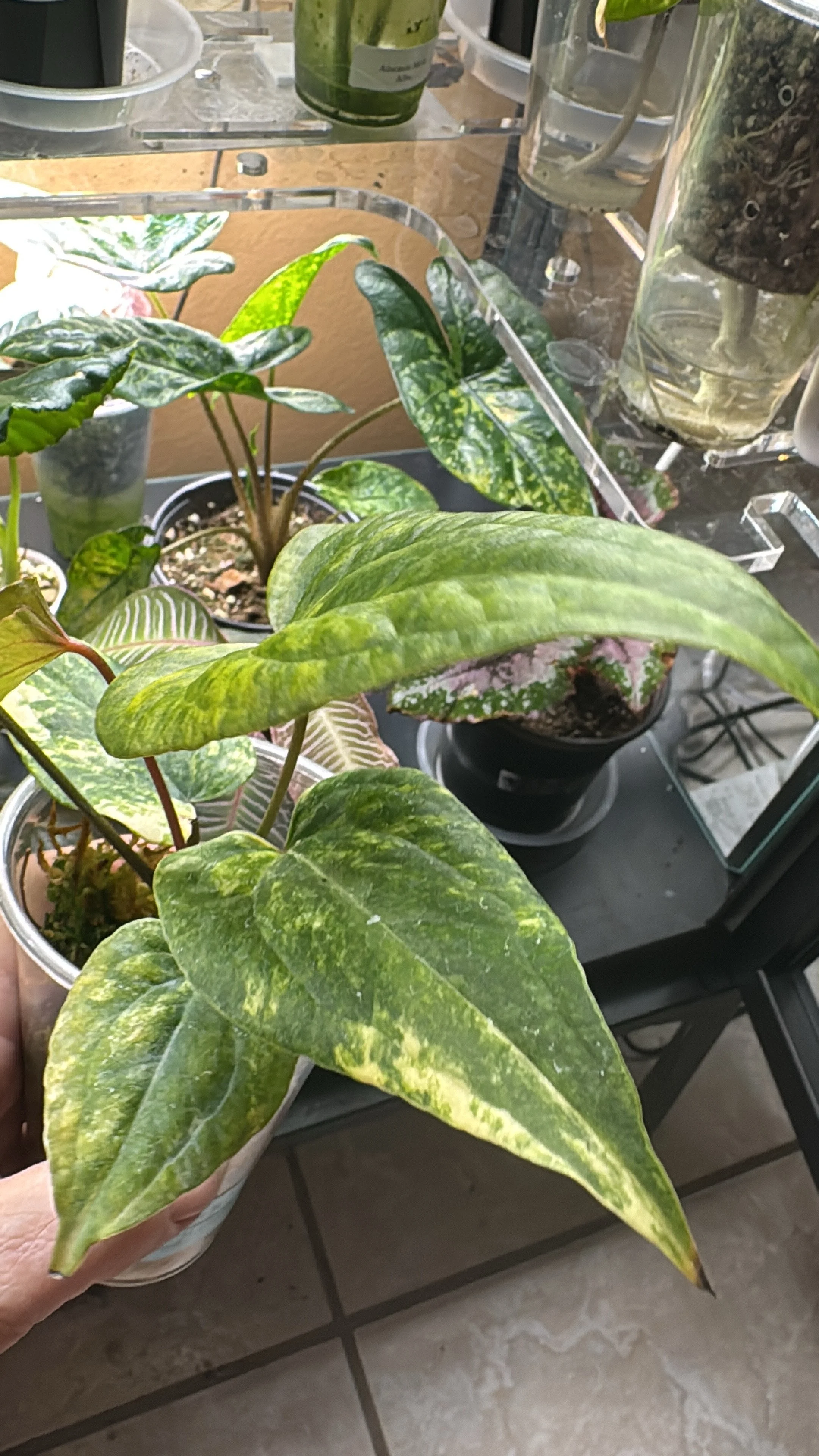 Anthurium Pterodactyl Hybrid X Gigi Variegated