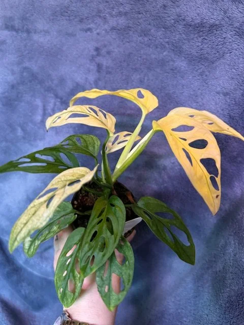 Monstera Adansonii Variegated Aurea