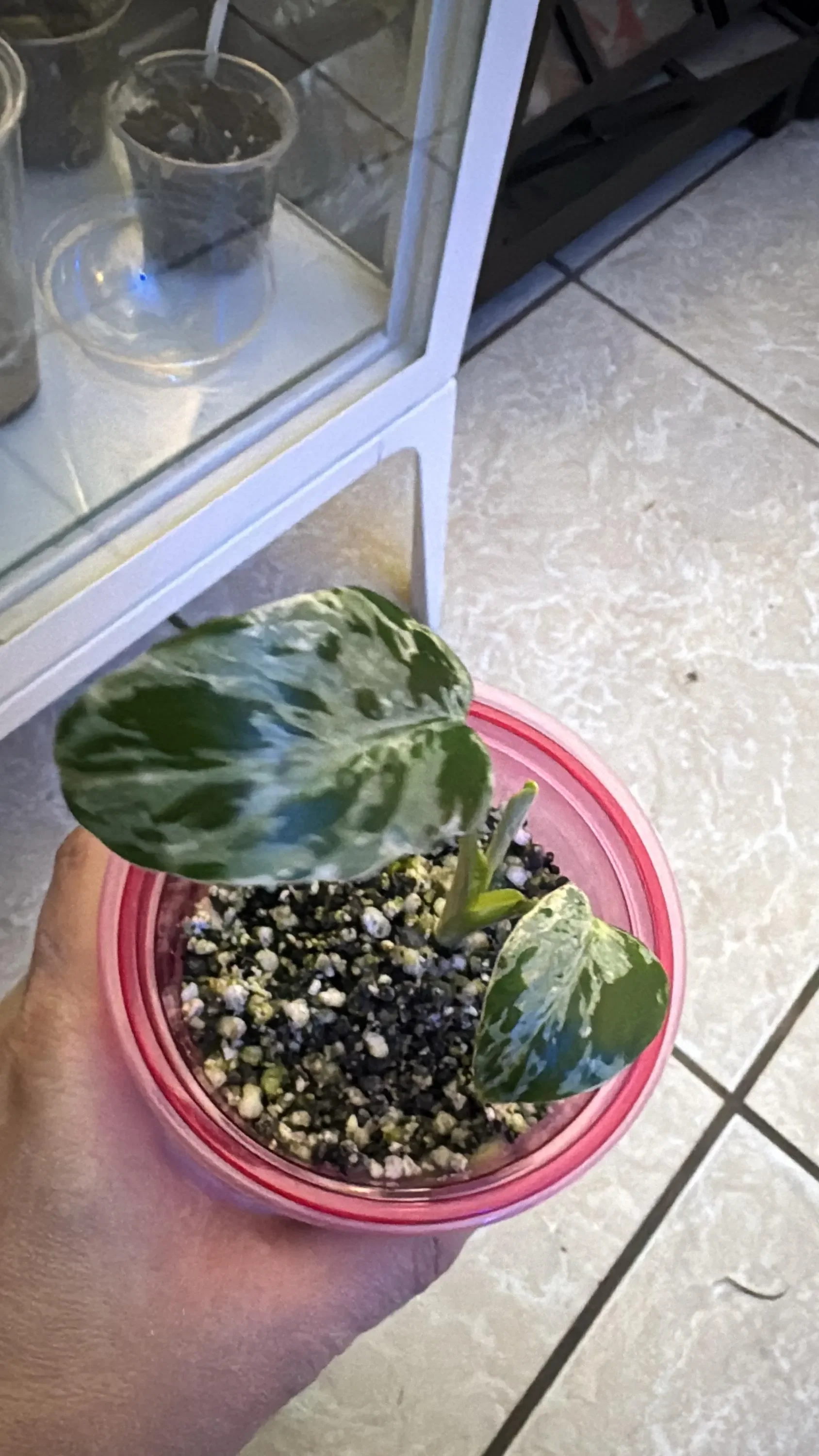 Monstera Bulbasaur Pup