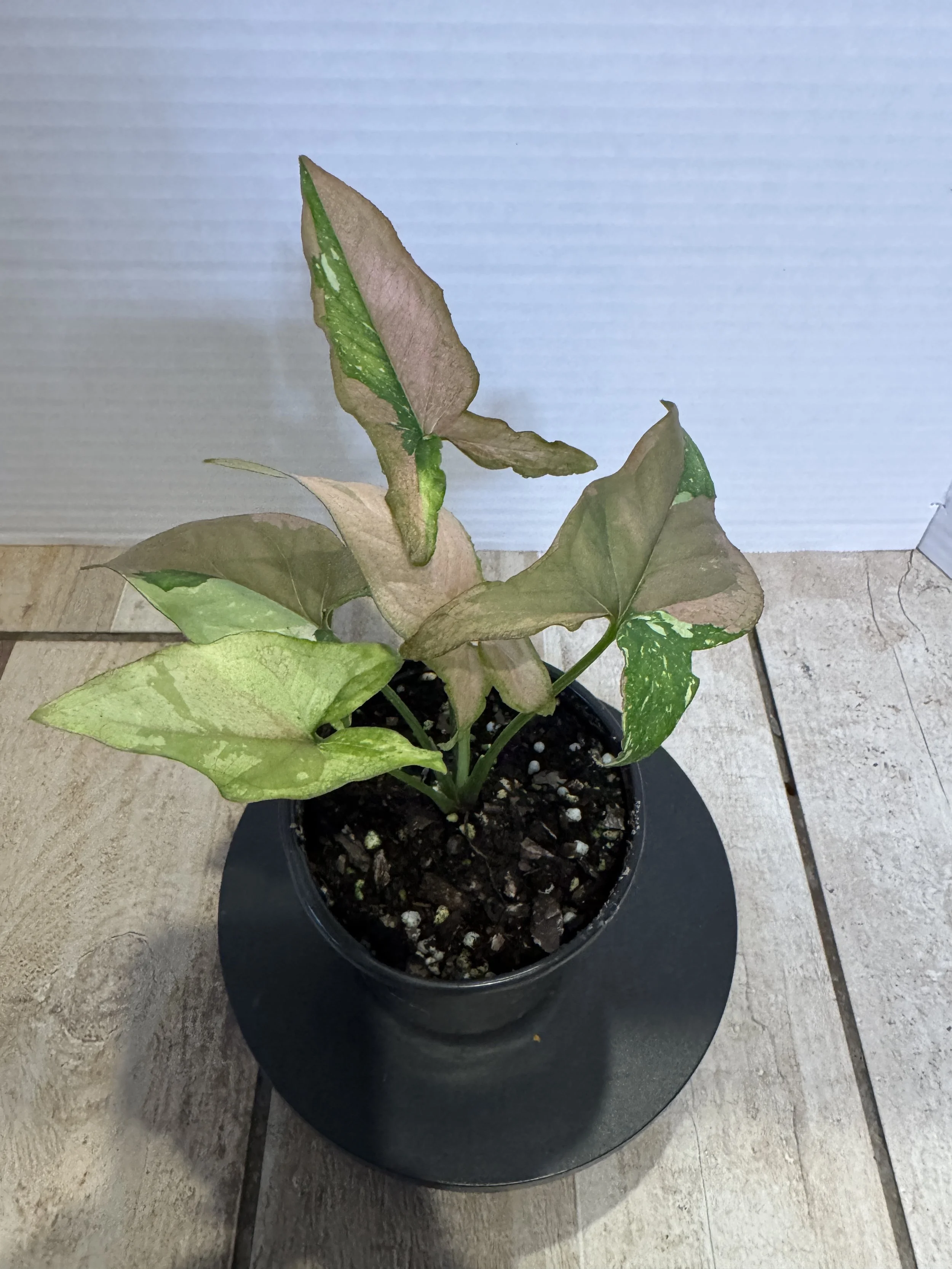 Syngonium Tri-color