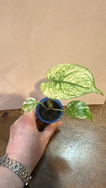 Monstera White Monster Pup