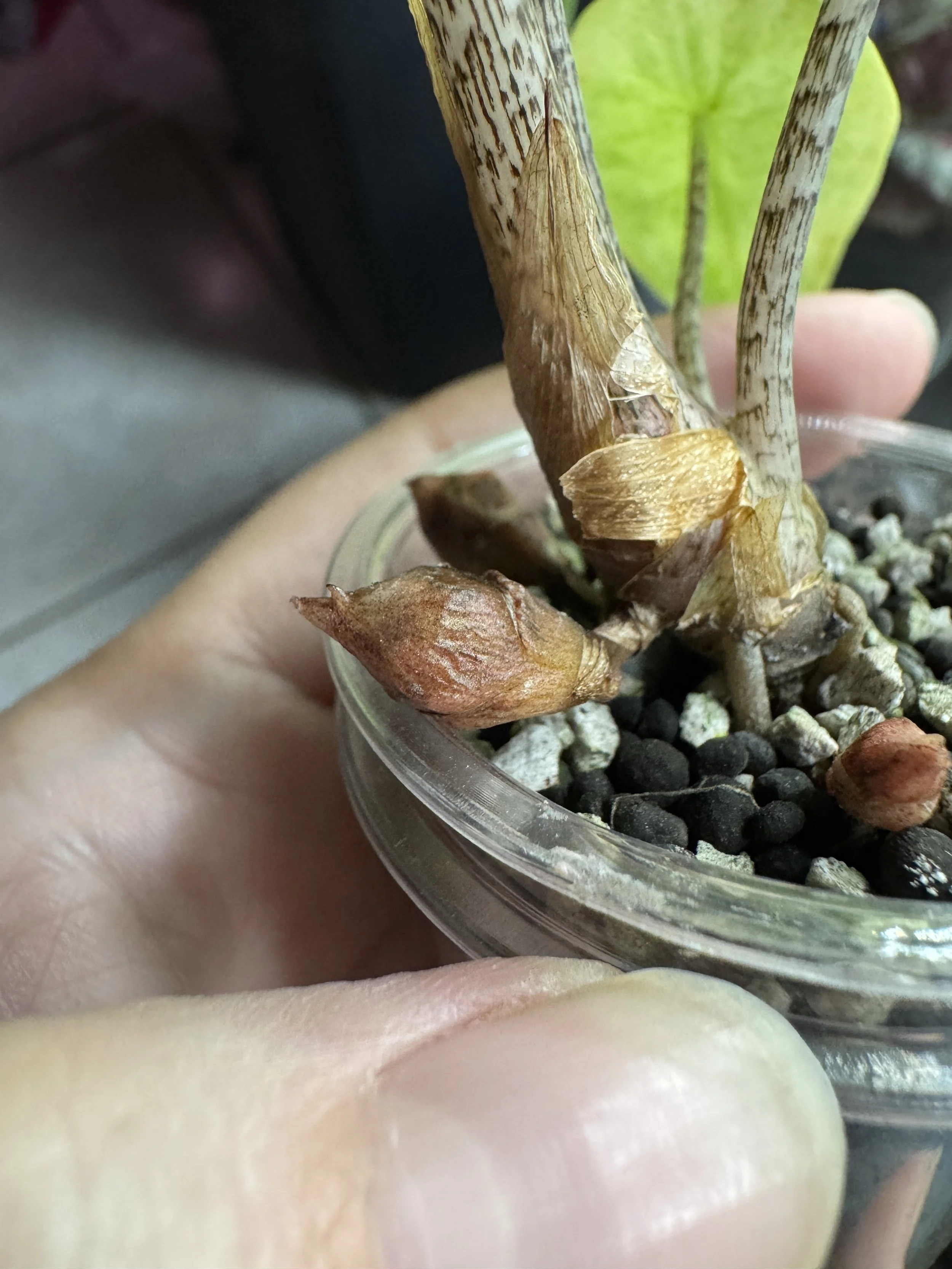 Alocasia Longiloba Lemon Lime Corm