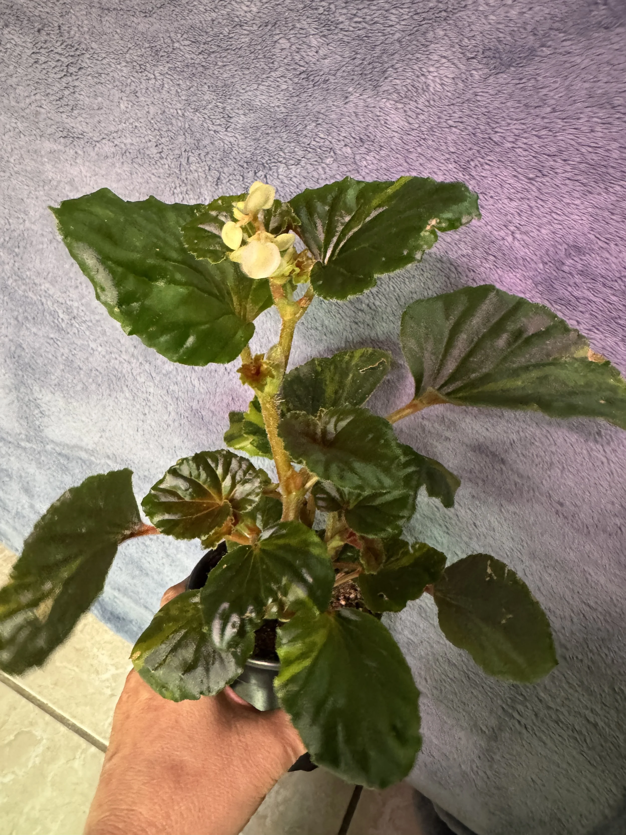 Begonia Cucullata Aurea