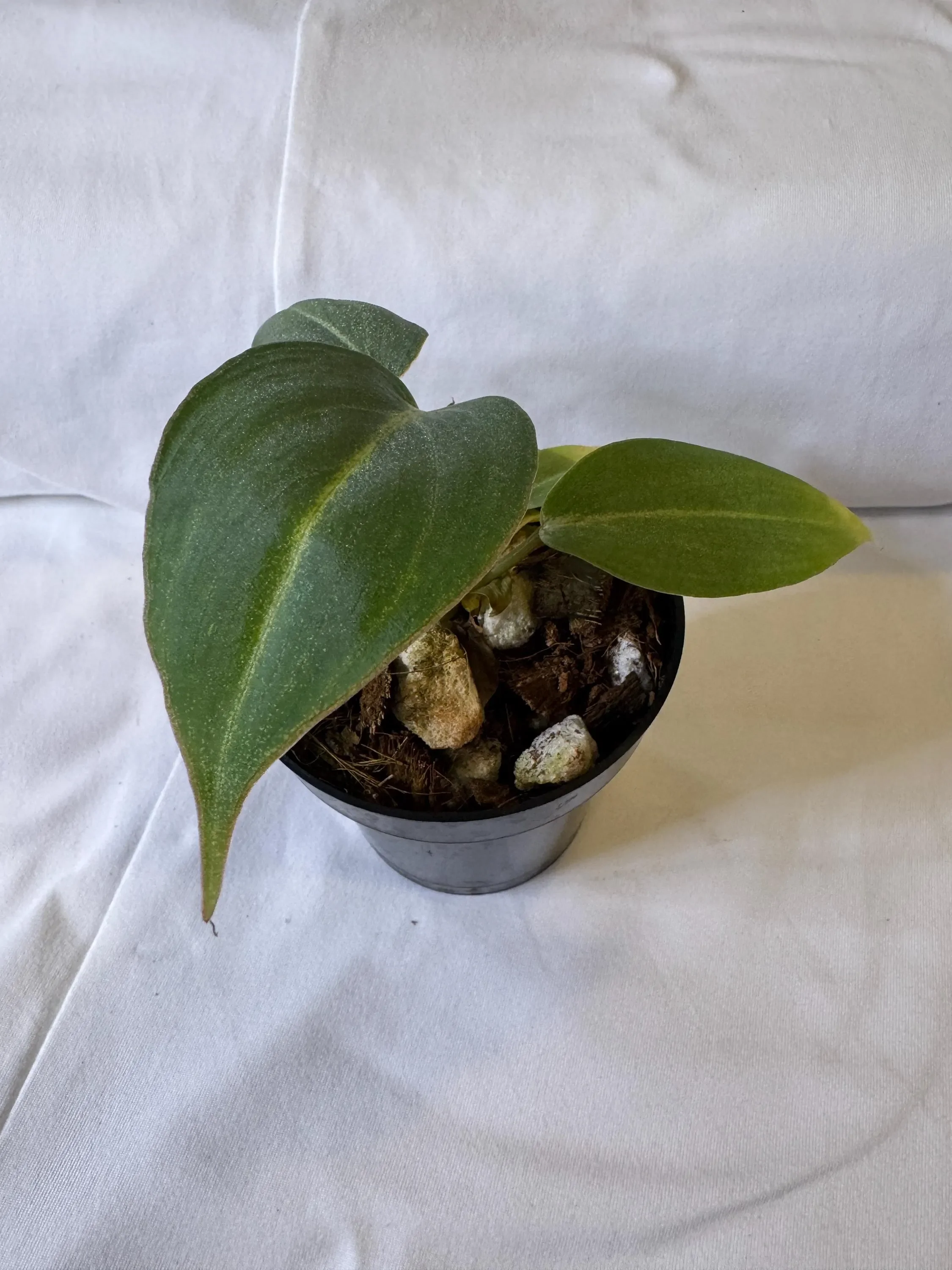 Philodendron Gloriosum Pink Back