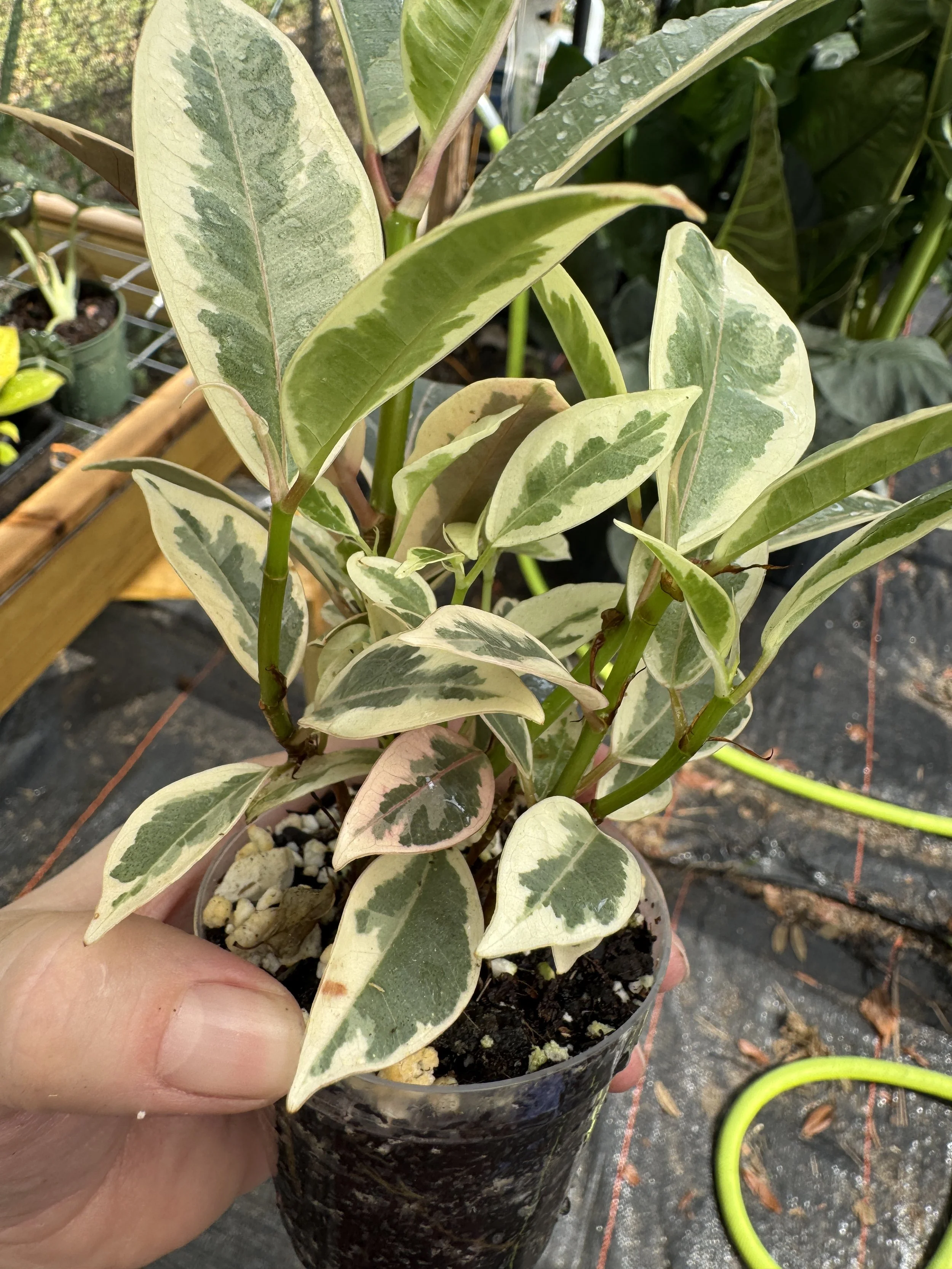 Ficus Tineke (Rubber Tree)