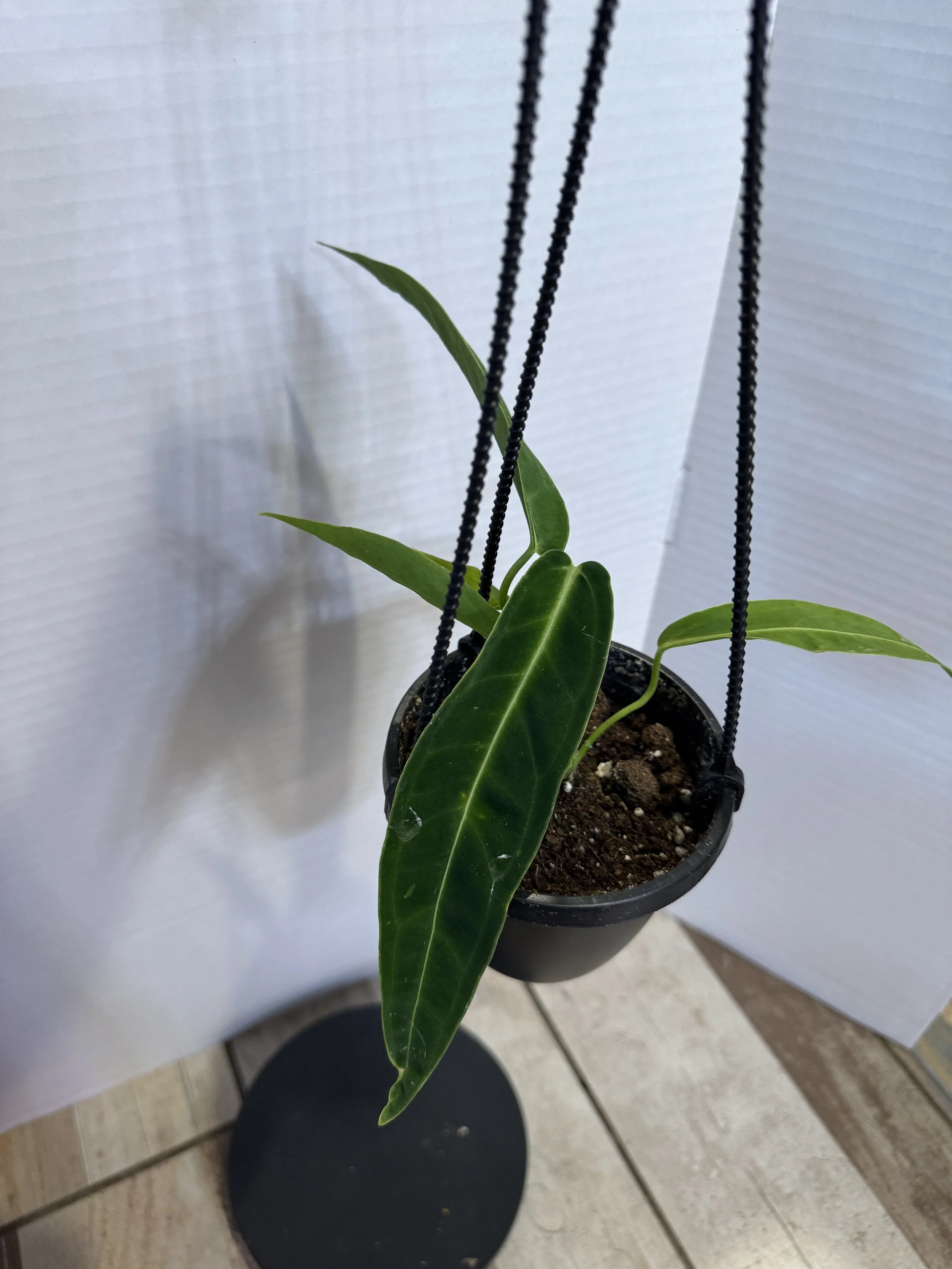 Anthurium Warocqueanum
