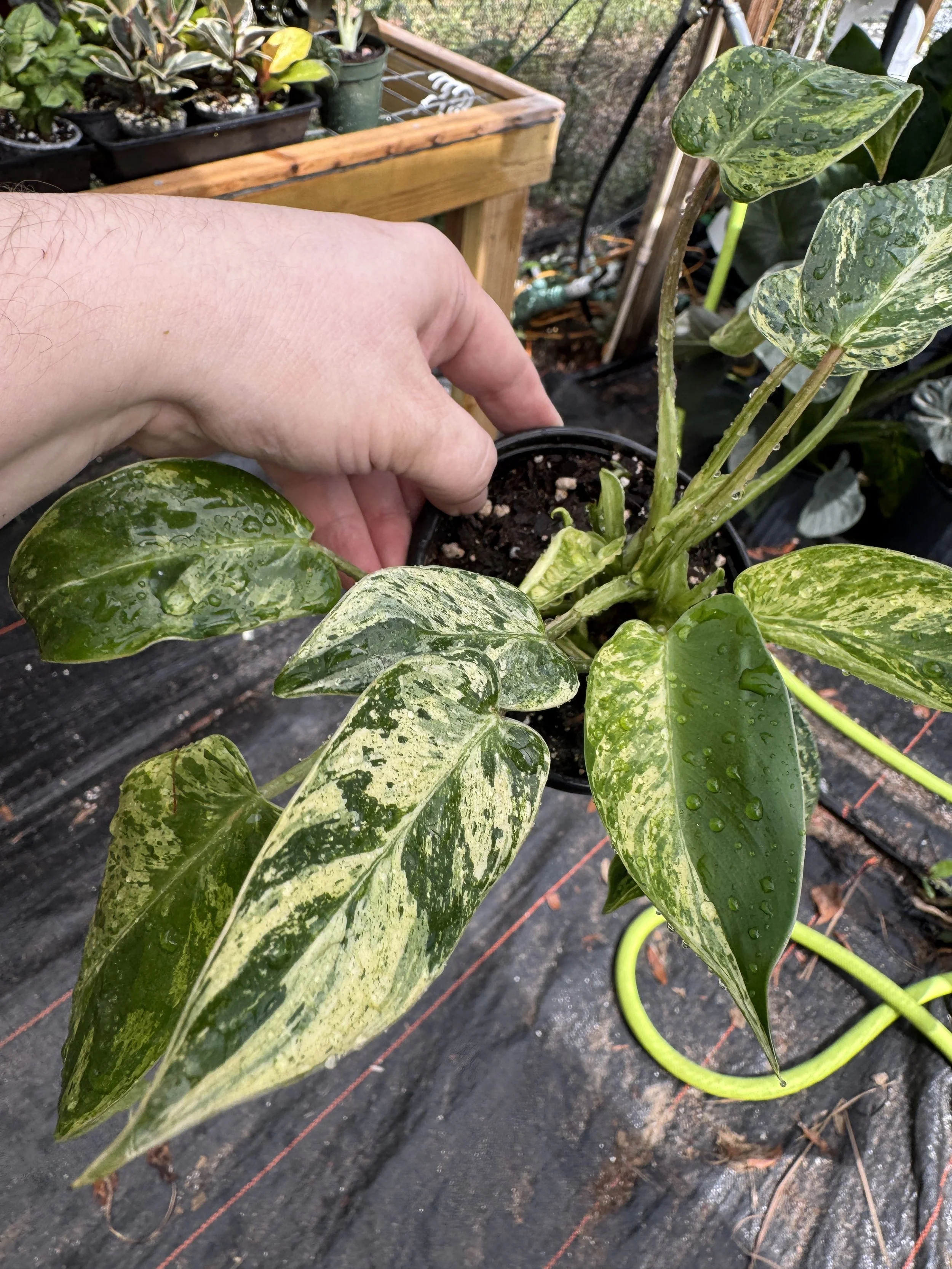 Philodendron Emerald King