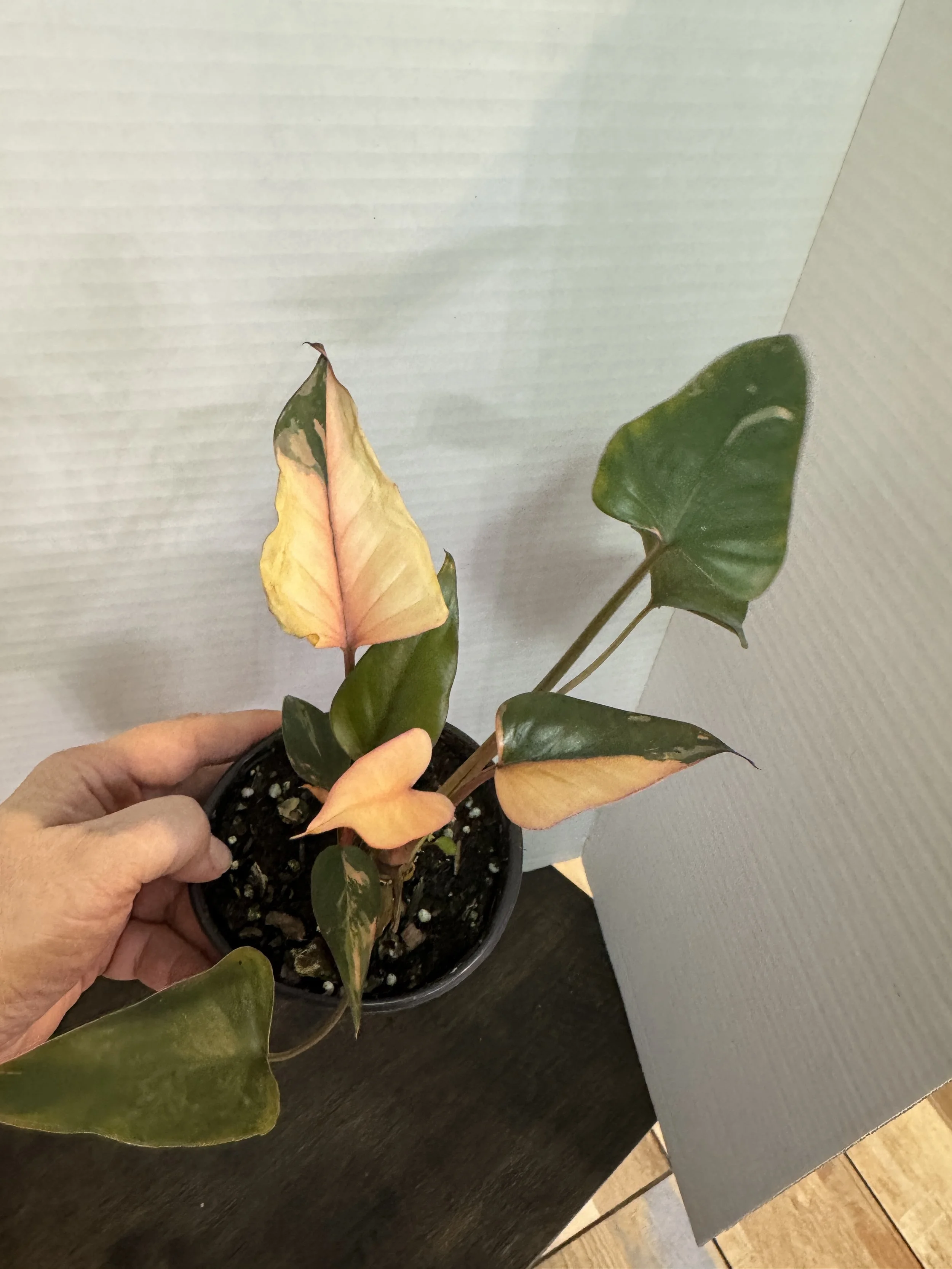 Homalomena Pink Diamond