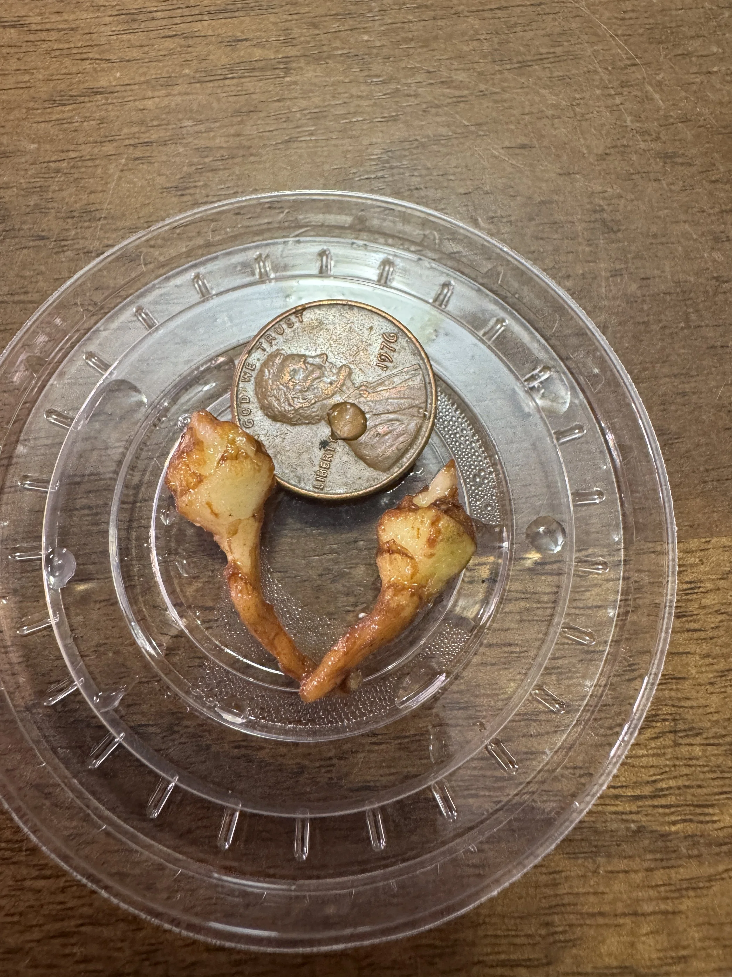 Alocasia Pink Pseudo Sanderiana Corms