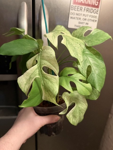 tetra white monster 1.jpg