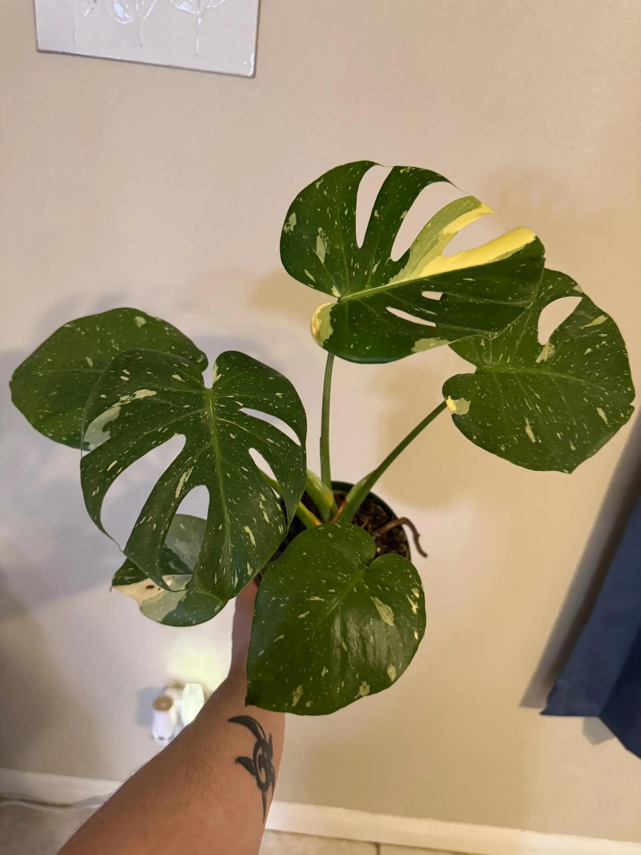 Monstera Thai Constellation