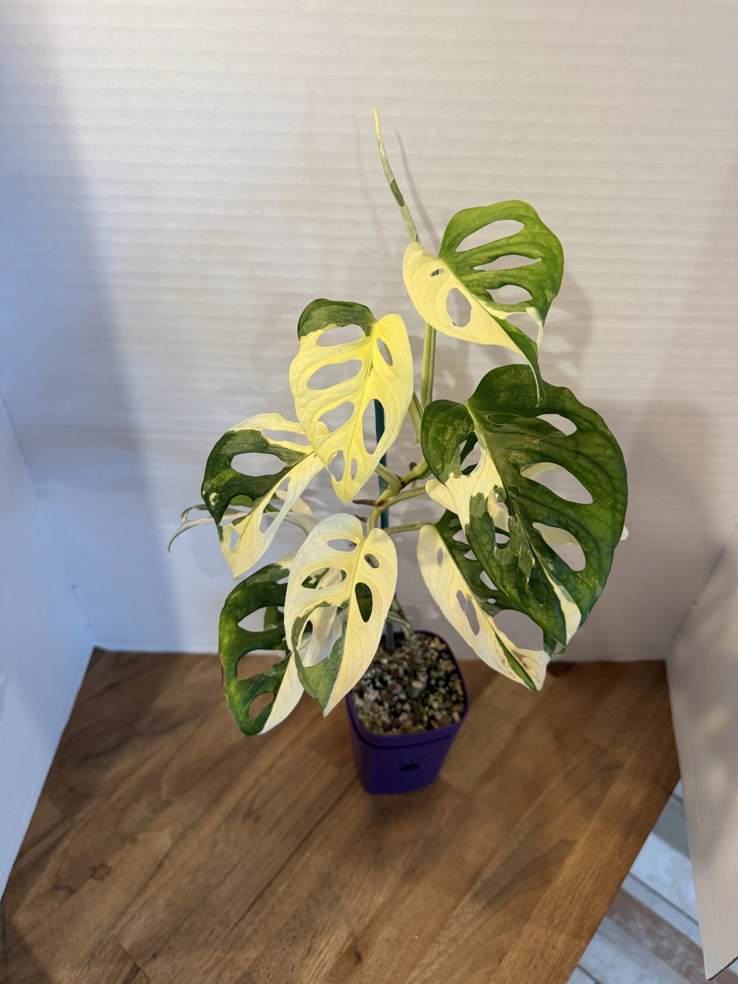 Monstera Adansonii Albo