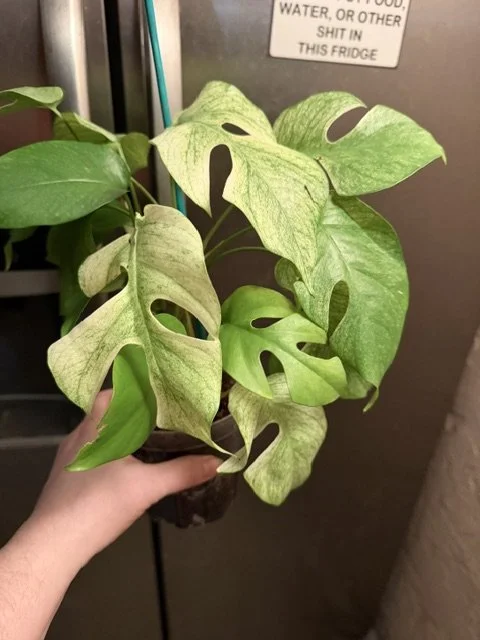 tetra white monster 2.jpg