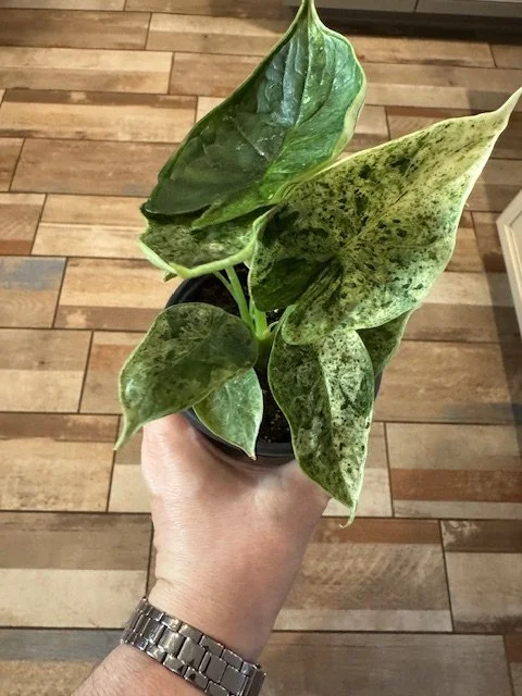 mint1.JPG