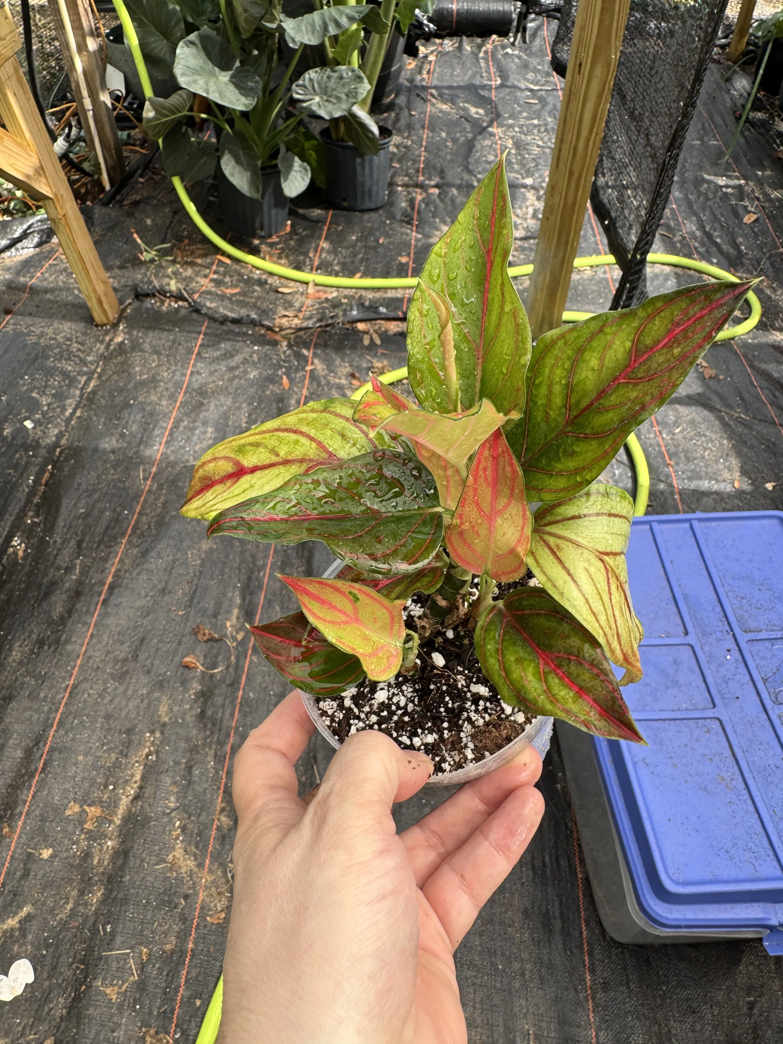 Aglaonema Red Vein