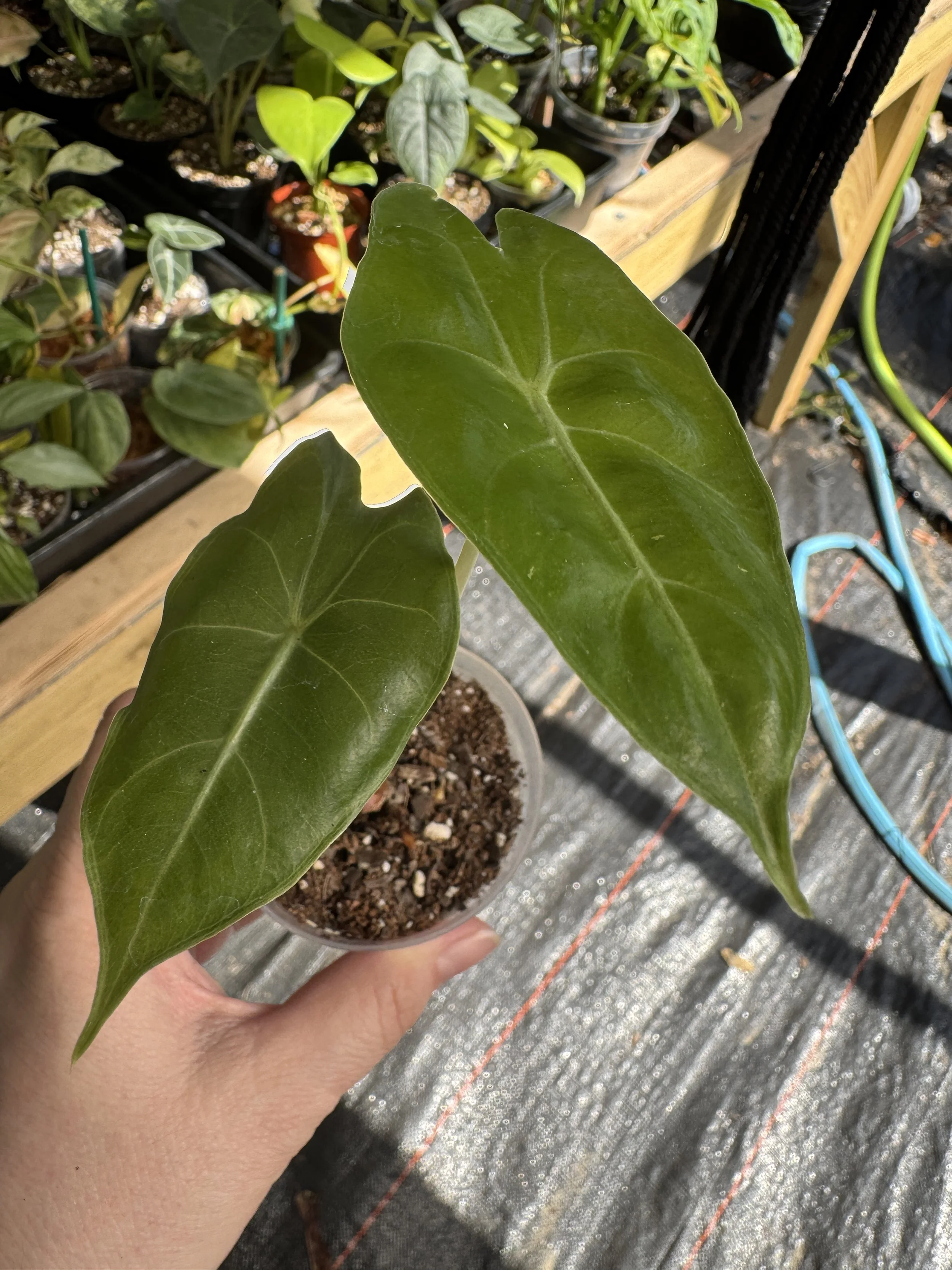 Alocasia Pink Dragon