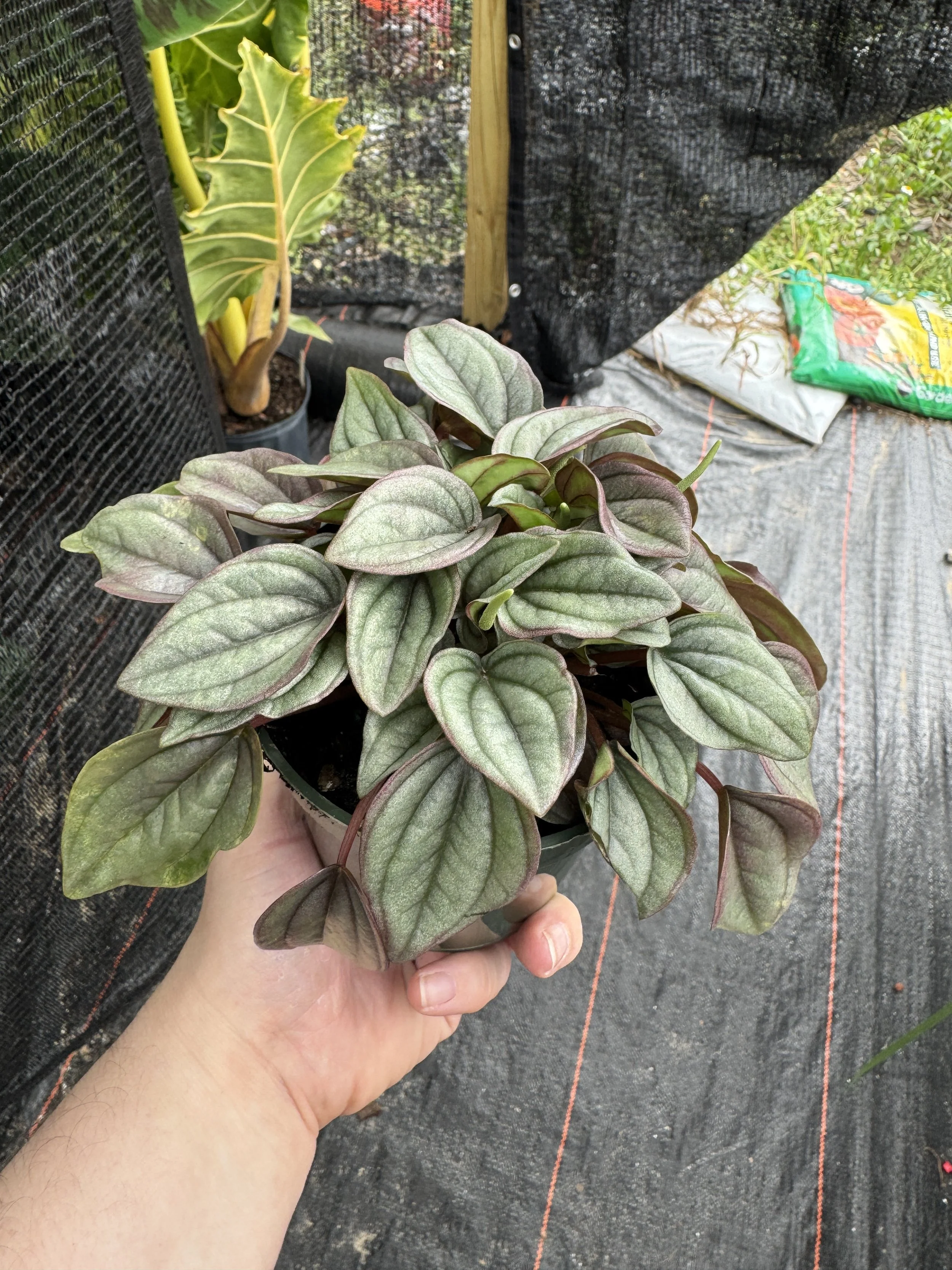 Peperomia Caperata 'Cayenne