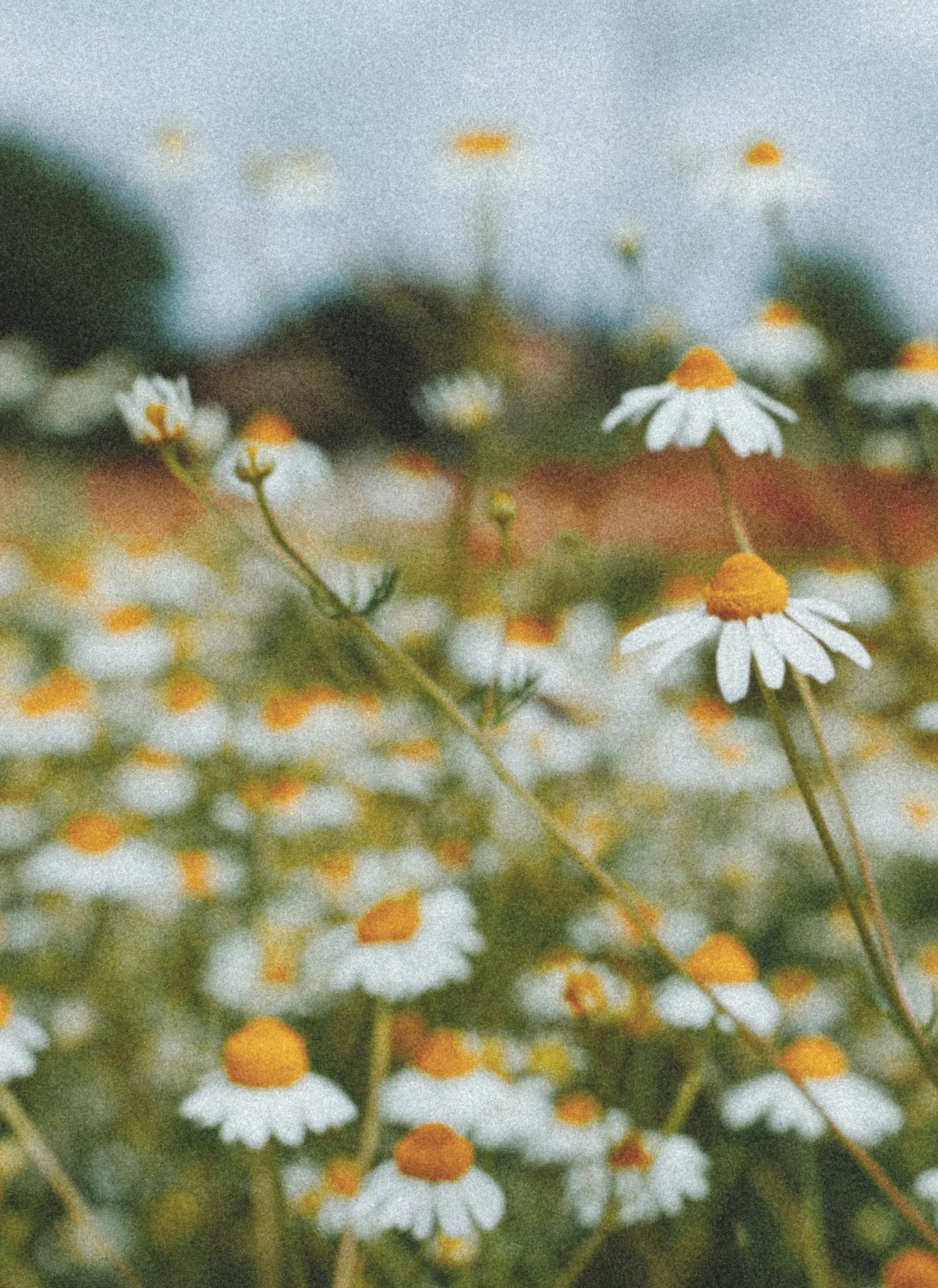 Close-up of white daisies with yellow centers in a field, slightly blurred, under an overcast sky.