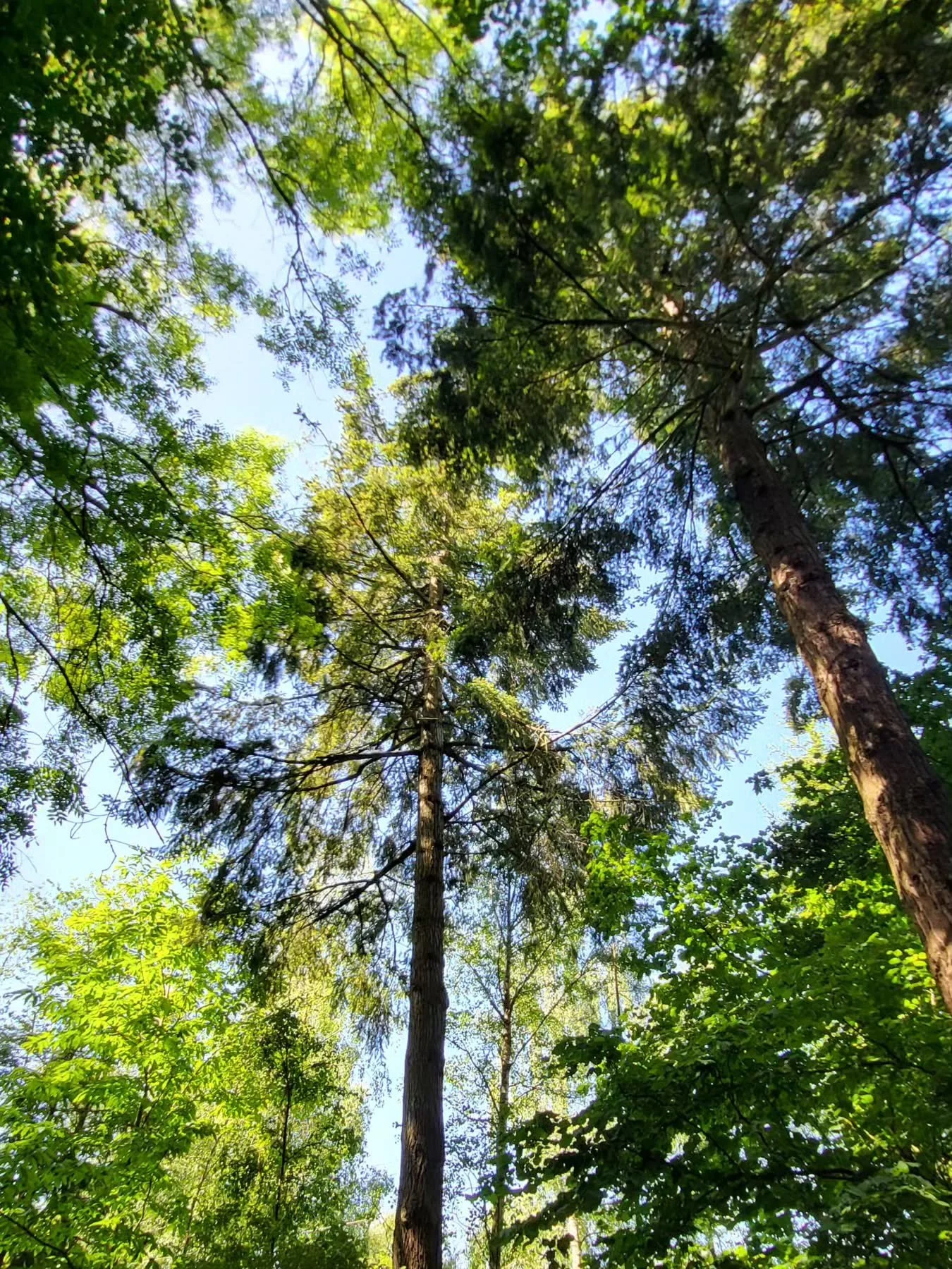 ✨️Perspective ✨️

Immersing in the majesty of nature is one of the best ways to gain new perspectives, insights,  into challenges that life brings us. 

The expansiveness of large forest trees can help us deepen our breath, slow down our heart rate a