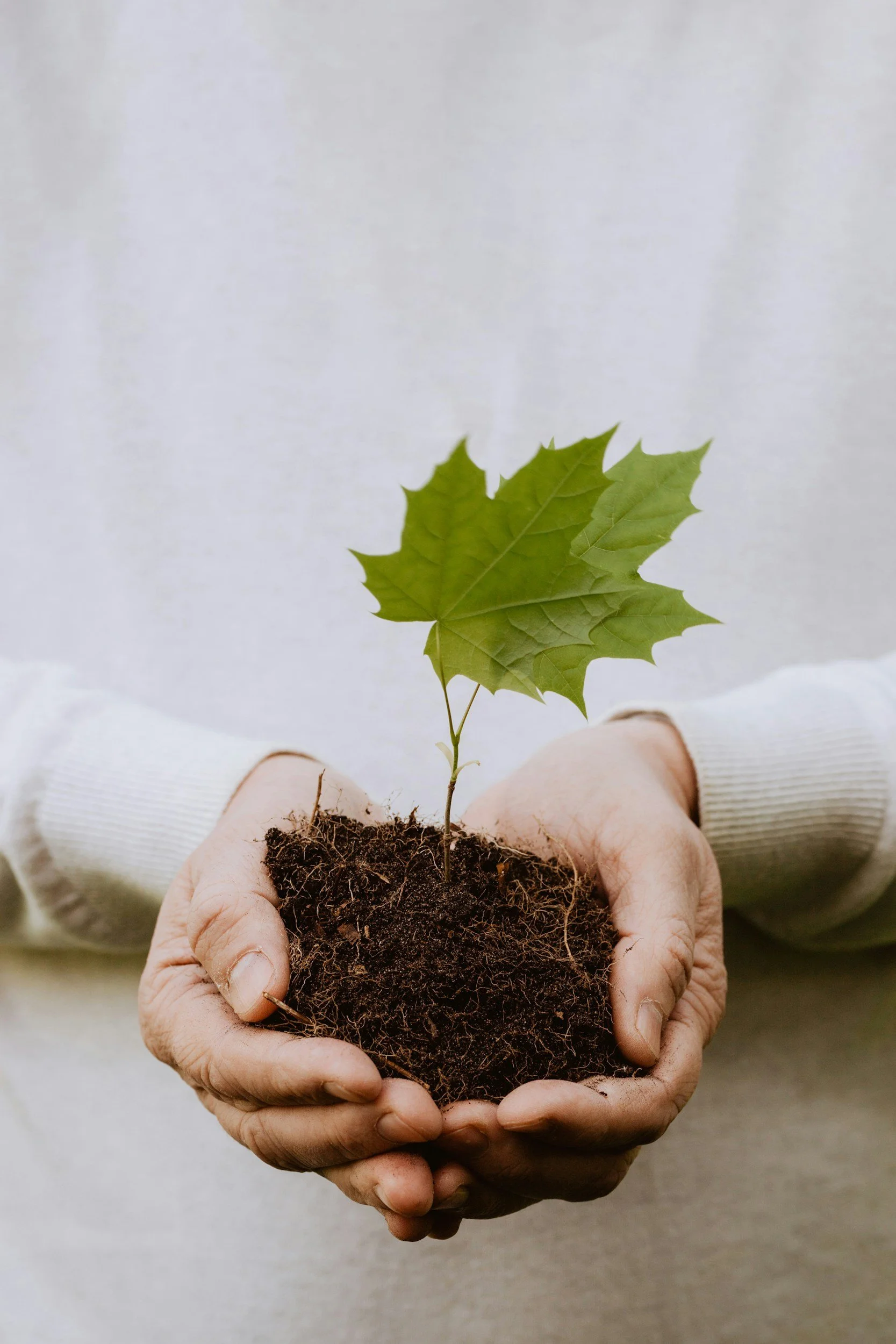 Person holding a small green maple seedling in soil