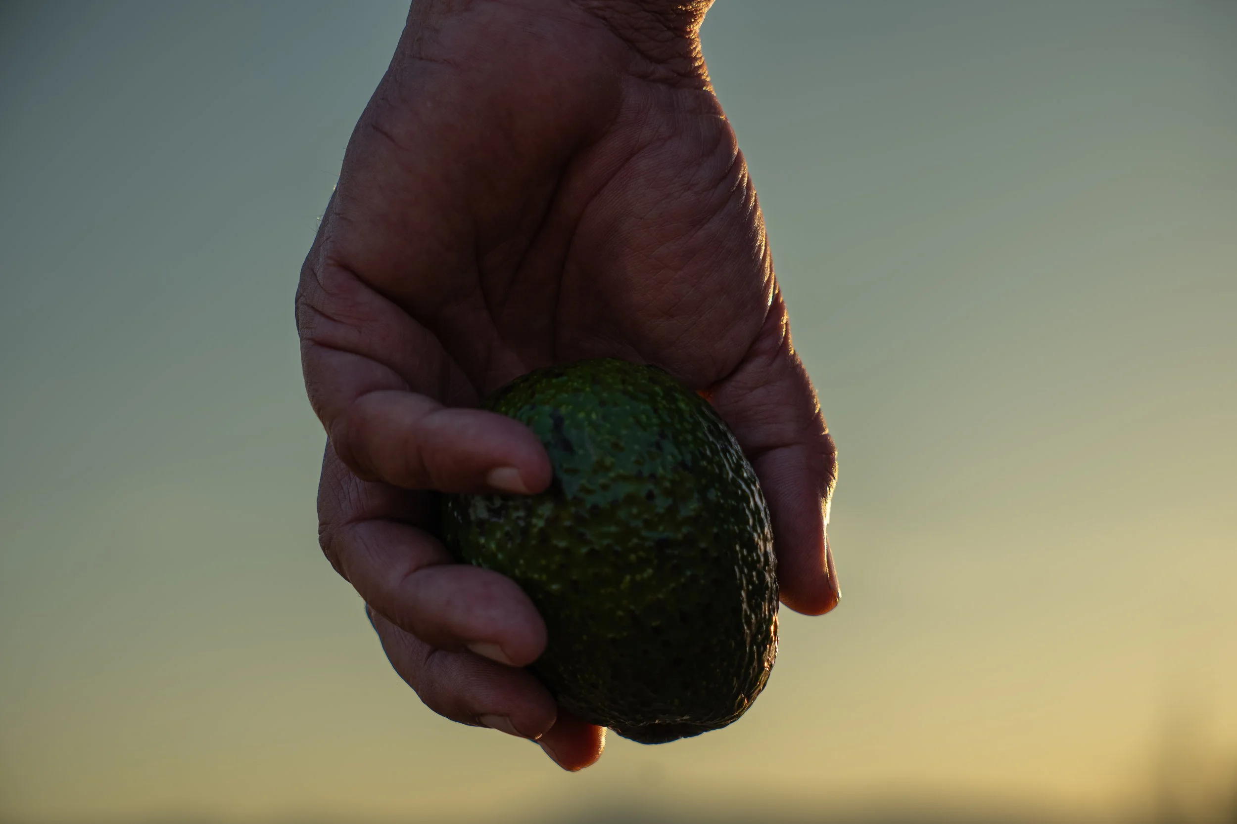 Oro Verde