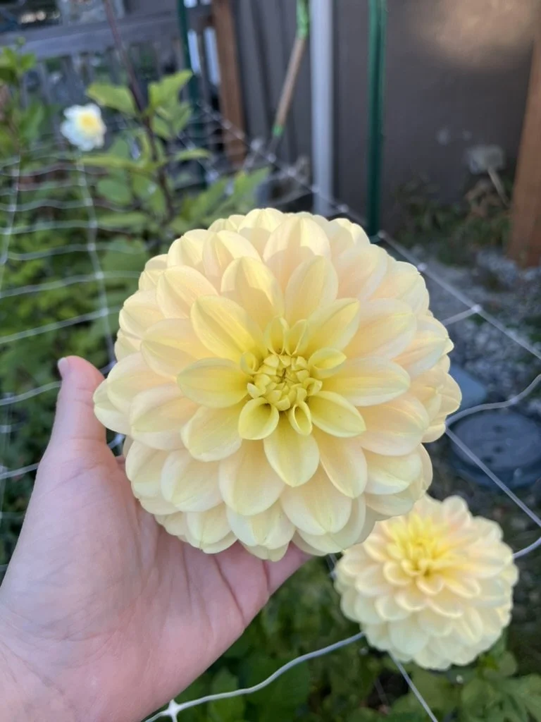 Daydreamer Dahlia Tuber