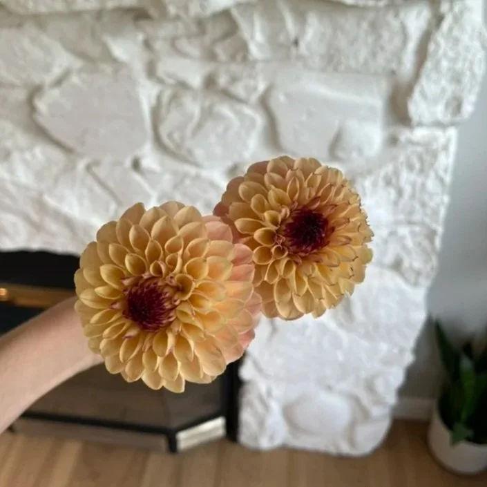 Wine Eyed Jill Dahlia Tuber