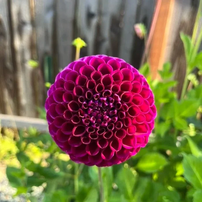 Ivanetti Dahlia Tuber