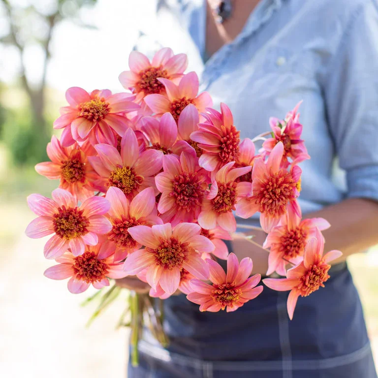 Totally Tangerine Dahlia Tuber