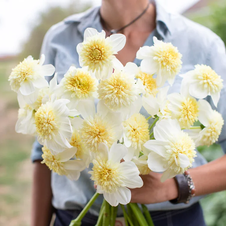 Platinum Blonde Dahlia Tuber
