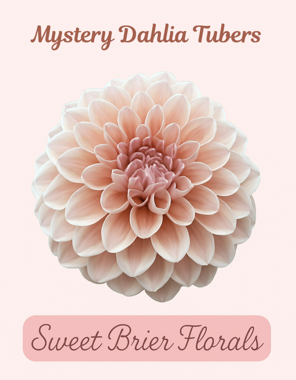 Mystery Dahlia Tubers Page 1_1.png