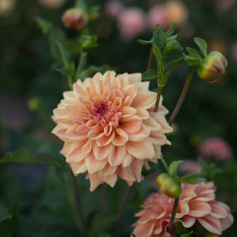 Dahlia_Ferncliff_Copper_Floret-5_90e3d558-ea04-499b-88a4-e0b7728790b9_768x.webp