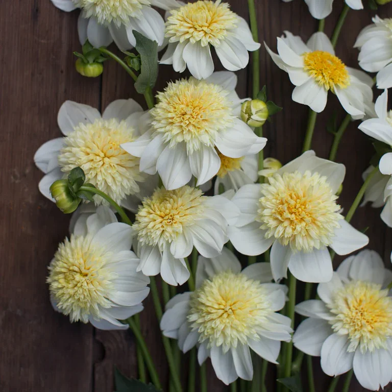 Floret-library-dahlia-platinum-blonde-1_768x.webp