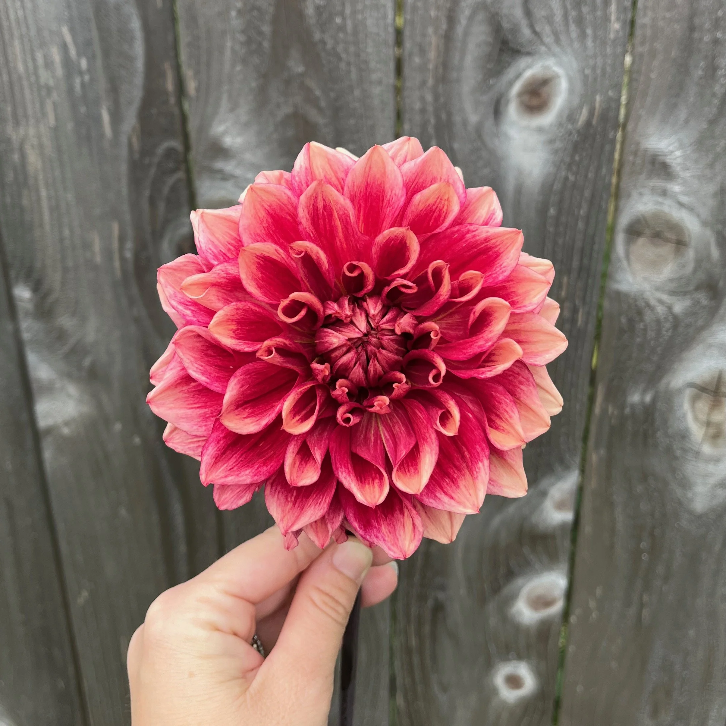 Bloomquist York Dahlia Tuber