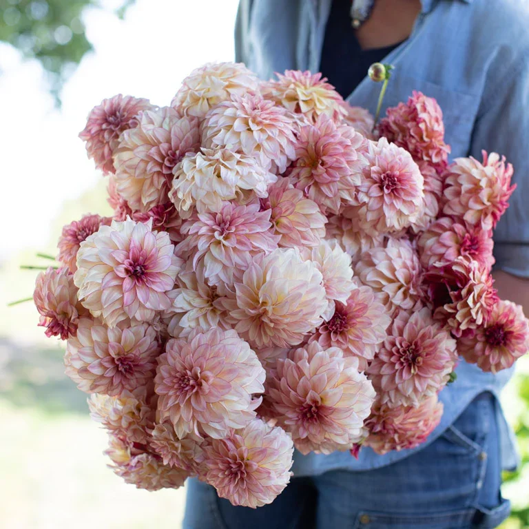 KA Mocha Katie Dahlia Tuber