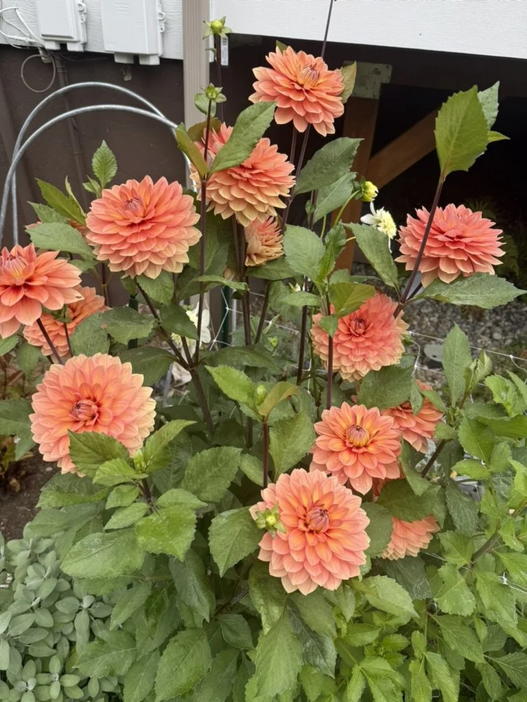 Nicholas Dahlia Tuber