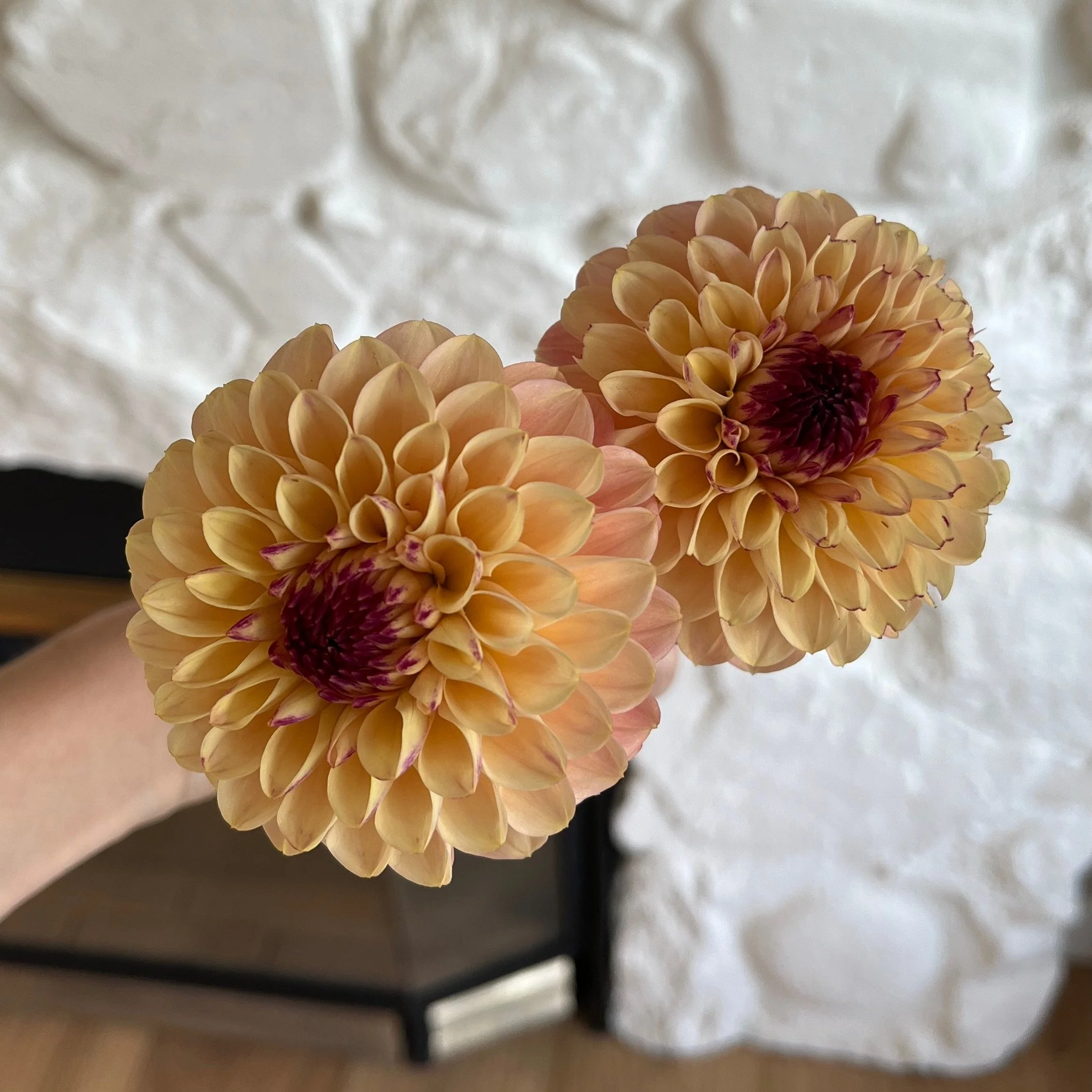 Wine Eyed Jill Dahlia Tuber