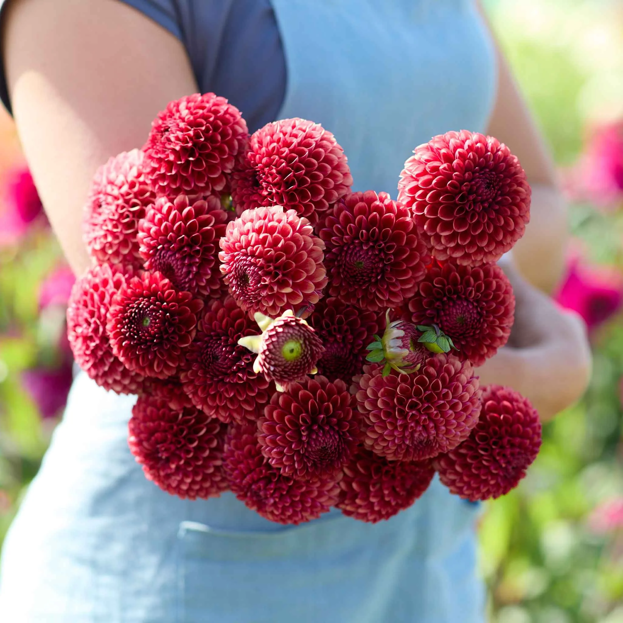 Copper Boy Dahlia Tuber