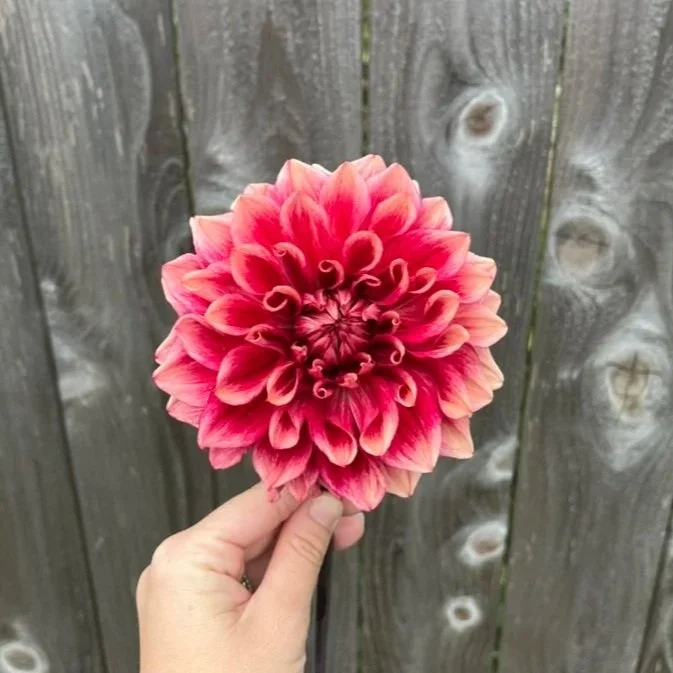 Bloomquist York Dahlia Tuber