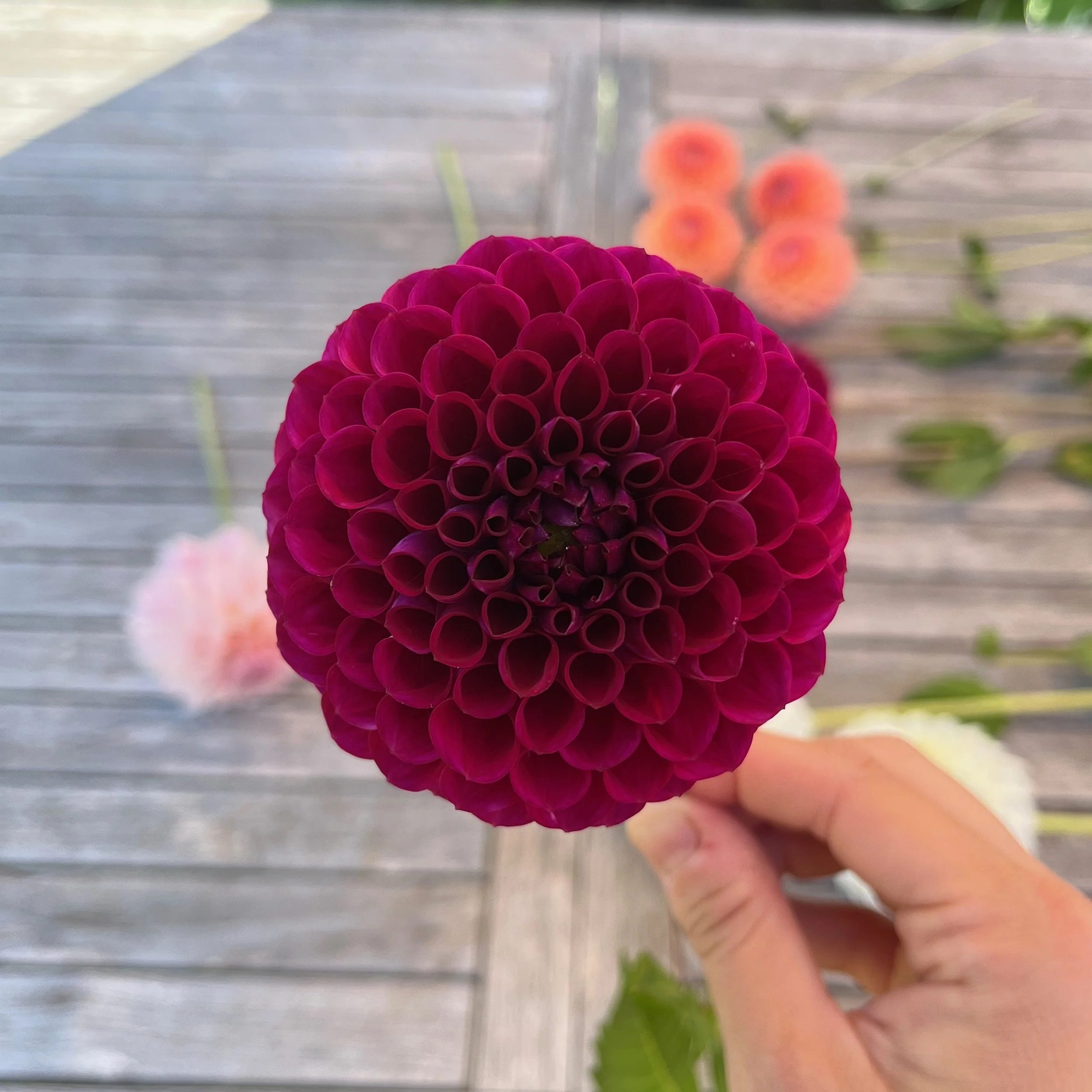 Ivanetti Dahlia Tuber