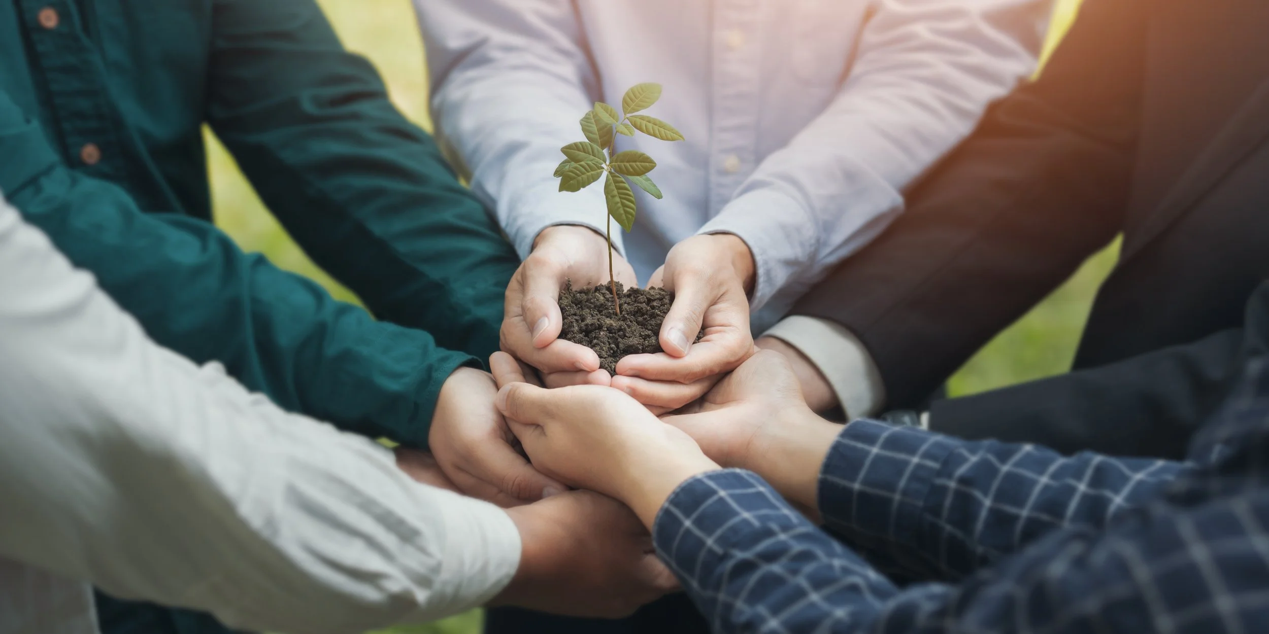Multiple hands holding a small sapling with green leaves in soil, symbolizing growth and teamwork.