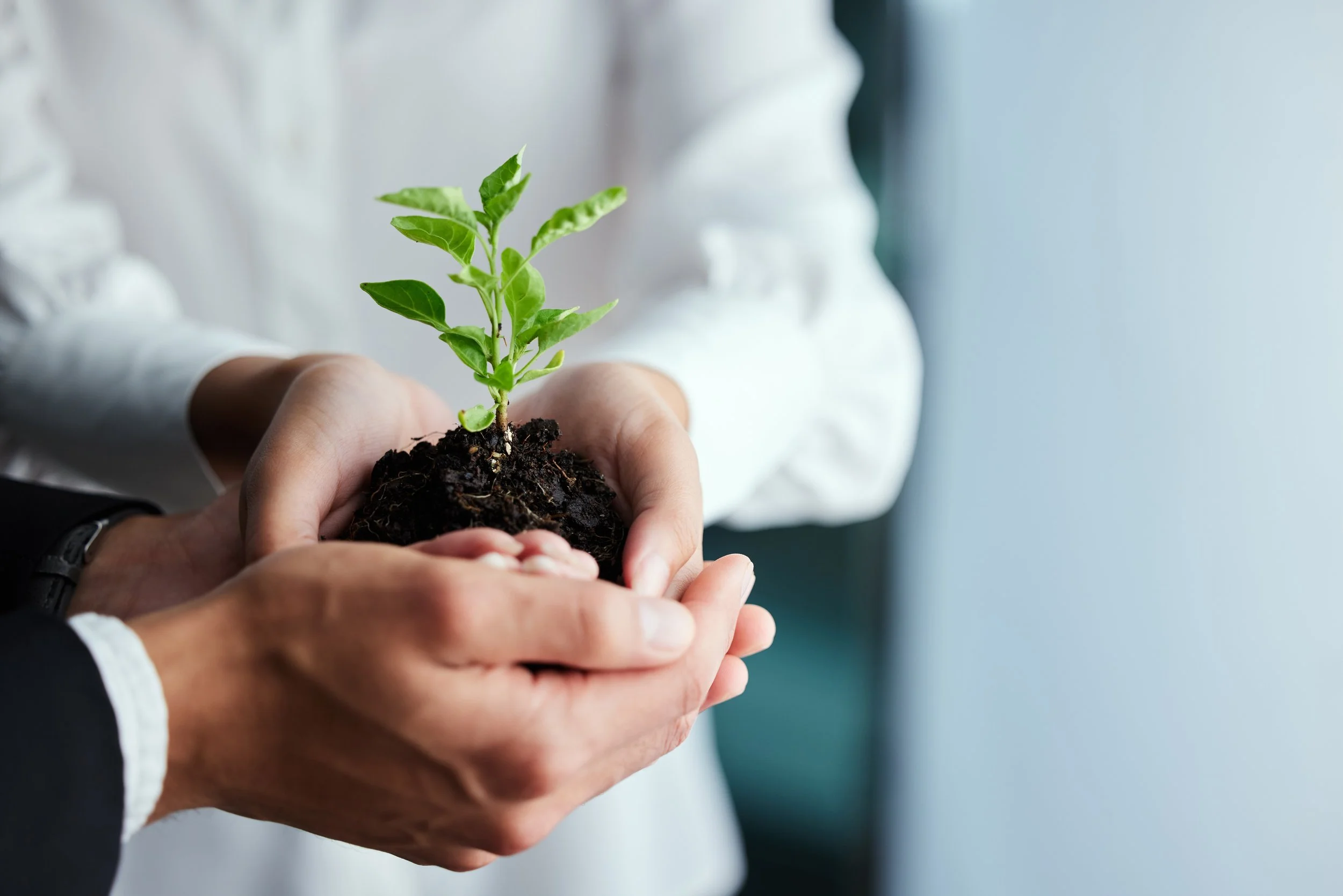 Person holding a small green plant with soil in their hands.