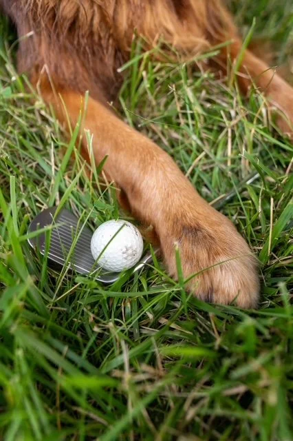 Couples Are Booking Portable Golf Simulators for 2025 Weddings